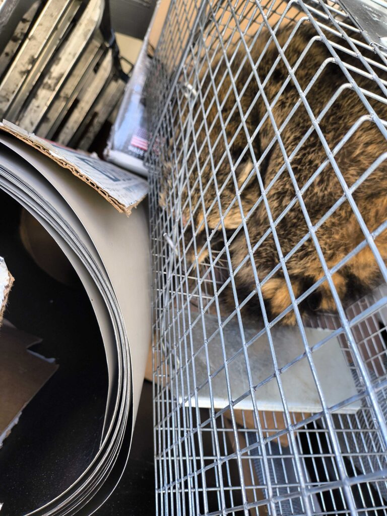 Animal Removal Portland