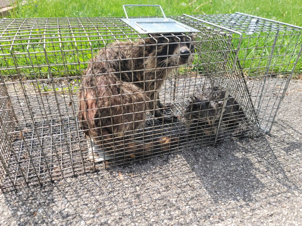Animal Removal Portland