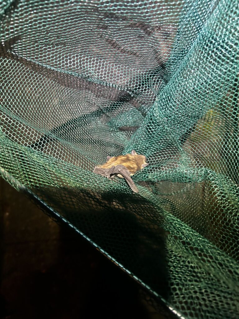 Animal Removal Portland